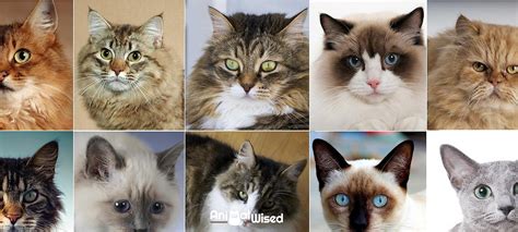 10 Most Popular Cat Breeds