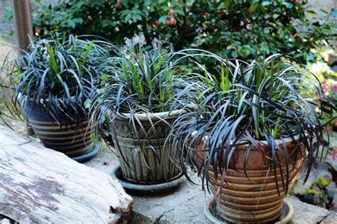 Tips for Growing Ornamental Grass in Containers