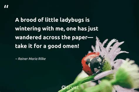 25 Ladybug Quotes Admiring the Tiny Miraculous Beetles (2024)