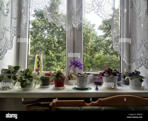 Plants Window Sill Indoors High Resolution Stock Photography and Images - Alamy