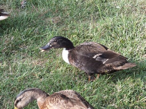 Aves WildLife Association: Manky Mallard at Shawnee Park!