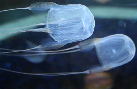 Box Jellyfish Habitat | Tropical and Subtropical Waters