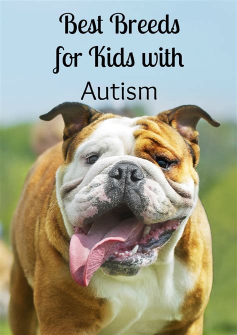 4 Best Dogs for Kids with Autism- DogVills