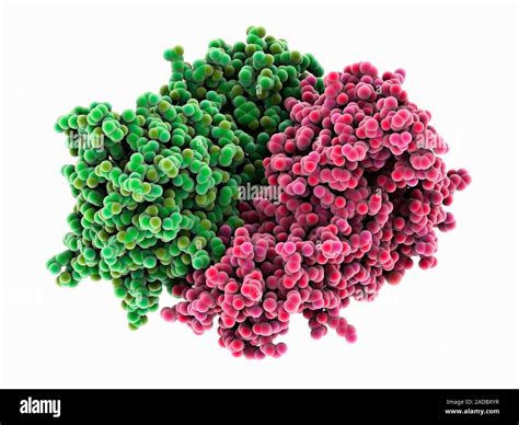 Phenylalanine hydroxylase molecule. Computer model showing the structure of phenylalanine ...