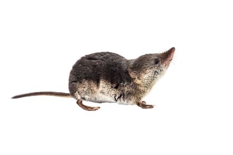 Comparison of a Shrew & a Mouse | Cuteness