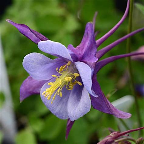 Seeds & Bulbs Perennial Seeds Home 50 Perennial Aquilegia Oriental Columbine Flower Seeds