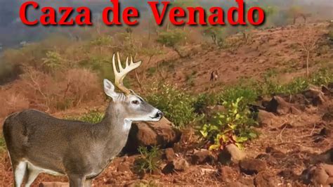 Cacería de Venado, Primera temporada 2020 - YouTube