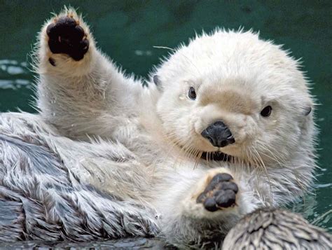 Cute Baby Sea Otter Wallpaper - Free Baby Animal Download