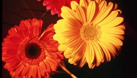 What Colors Do Gerber Daisies Come In? | Garden Guides