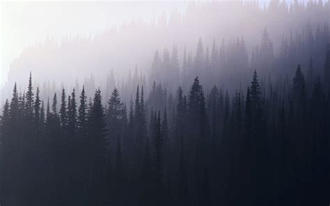 Foggy Forest Wallpaper - WallpaperSafari