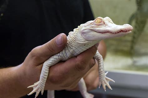 baby albino alligator for sale - Teodoro Levesque