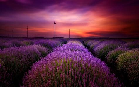 Lavender Field Sunset Wallpapers - Top Free Lavender Field Sunset Backgrounds - WallpaperAccess