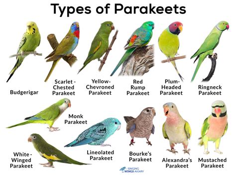 Parakeets: List of Types, Care as Pets, Lifespan, Pictures