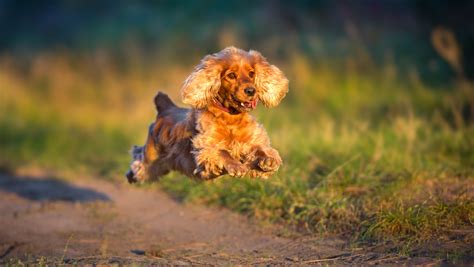 Why won’t my spaniel recall back to me? | The Spaniel Guru