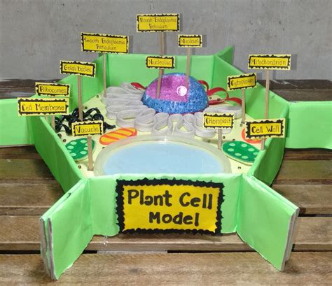 Plant Cell Project Ideas Models, Plant Cells Project Ideas, Cell Model Project, Science ...