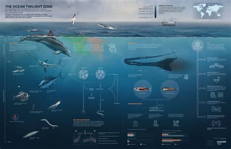 The Ocean Twilight Zone – Infographic – SUMMER