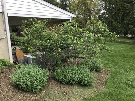 Blueberry Growing and Harvesting - Direct Native Plants