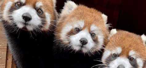 Red Panda Representation In The Media: A Different Kind of Conservation