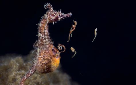 Adult and Baby Seahorse - campestre.al.gov.br