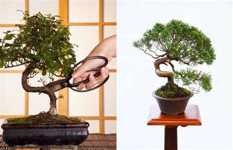 Different Bonsai Styles: You Need To Know | Plantly