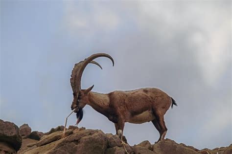 Premium Photo | Ibex or mountain goat in the habitat mountain goat or ...