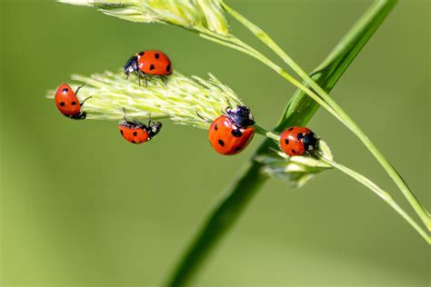 Different Ladybug Colors By Species That You Didn't Know | Kidadl