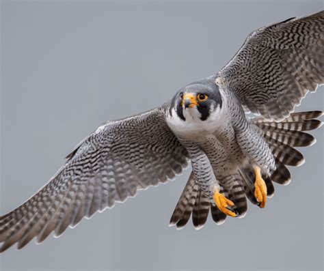 Falcon Symbolism: Meaning and Significance - symbolismguide.com