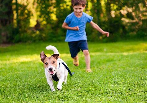 What is the Best Pet for Kids? Adding a New Family Member – Central California SPCA, Fresno, CA