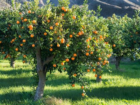 Growing Orange Trees: Information On Taking Care Of An Orange Tree