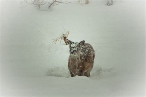 Sweet baby deer in snow stock photo. Image of walking - 108199380