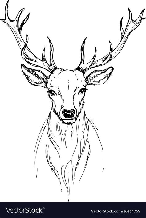 Sketch by pen head noble deer front view Vector Image , #affiliate, #head, #noble, #Sketch, #pen ...