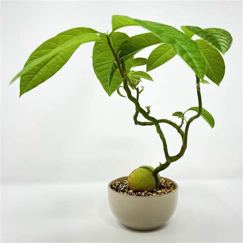 Avocado Bonsai / AvoBonsai by justplantaesthetics - creative way to grow your avocado tree ...