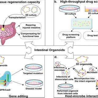 An overview of current approaches to develop intestinal organoids in ...