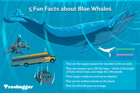 11 Facts About Blue Whales, the Largest Animals Ever on Earth