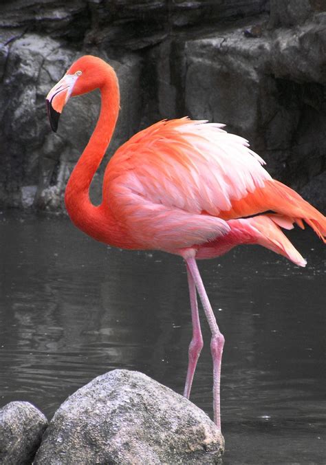 Free Flamingo Stock Photo - FreeImages.com