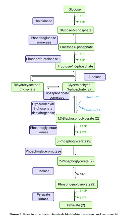 Steps in glycolysis: chemicals highlighted in green, and enzymes... | Download Scientific Diagram