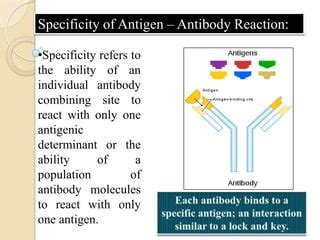 Antigen Antibody Reaction Diagram