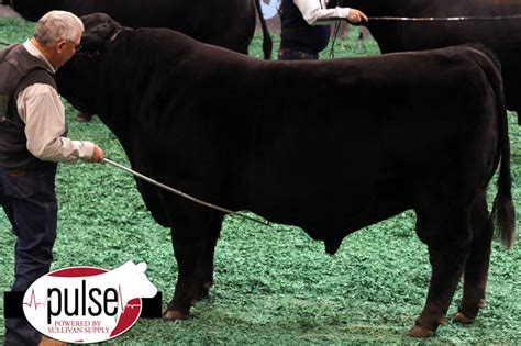 Houston Stock Show | Open Black Brangus Bull | The Pulse