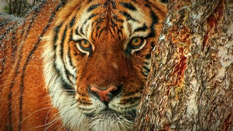 The Eye of a Tiger - Life Through a Siberian Tigers Eyes - Nature Photo Studios