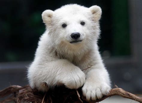 Anori: Zoo's impossibly cute polar bear cub