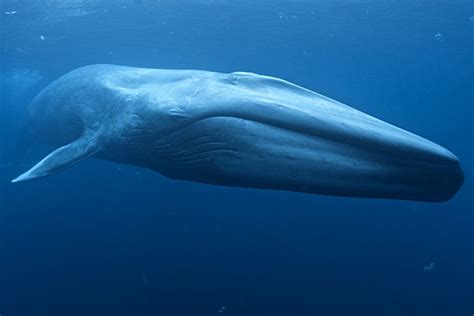 Blue whale — Australian Antarctic Division