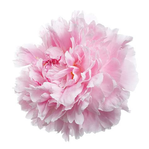 Peony, Light Pink - Jacksonville Flower Market