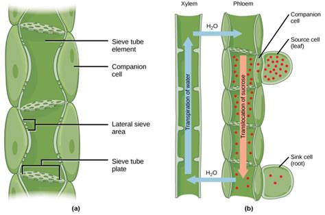 Difference Between Xylem and Phloem