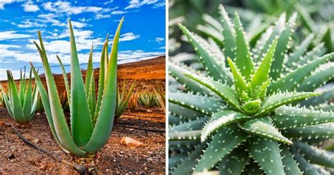 Is Aloe Vera a Succulent or a Cactus: A Deeper Dive Into Aloe - Sublime ...