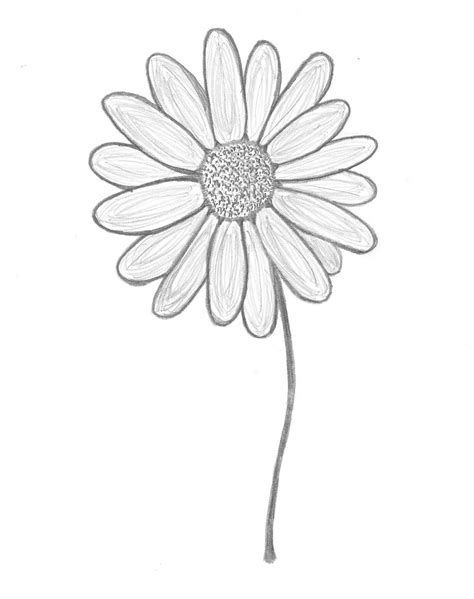 How To Draw A Gerbera Daisy