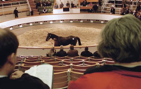 Expert guide to buying a horse at an elite sale and auction