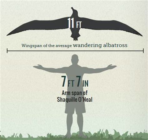 Albatross Wingspan Comparison