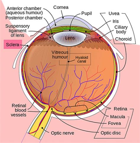 Blue sclera causes, symptoms, diagnosis, treatment & prognosis