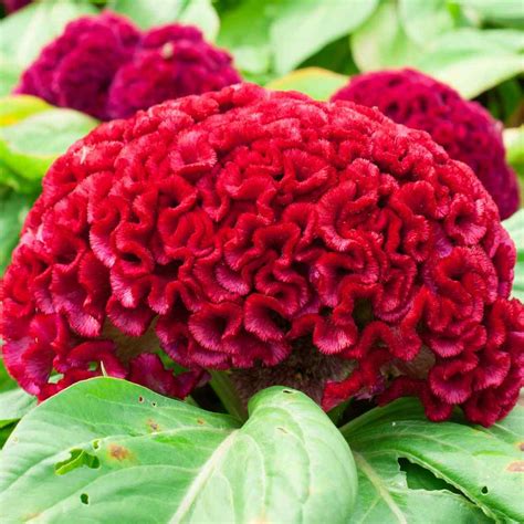 Cockscomb Seeds - Celosia Flower Seeds