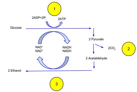 Difference Between Ethanol Fermentation and Lactic Acid Fermentation | Compare the Difference ...